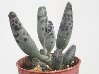 Adromischus cooperi 'Festivus'   - Pot  5 cm