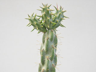 Cylindropuntia imbricata var. arborescens   - Pot 10 cm