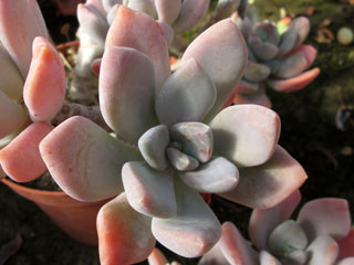 Graptophytum 'Supreme', couleur hivernale