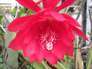 Epicactus 'Pulheim Rosa' (rose-rouge pâle) 