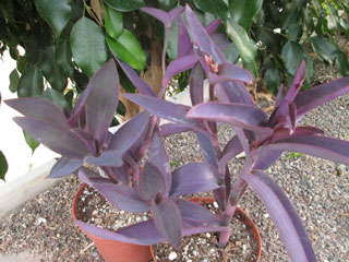 Setcreasea pallida 'Purpurea' (=Tradescantia purpurea) 