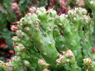 Euphorbia enopla fma. monstruosa 
