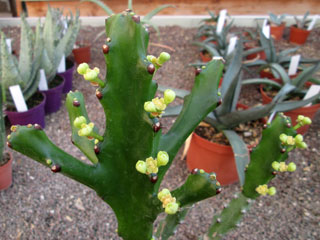 Euphorbia mayurnathanii 