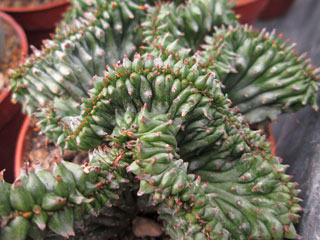 Euphorbia horrida fma. cristata 