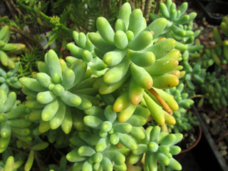 Sedum pachyphyllum x treleasei 