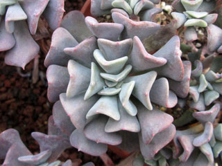 Echeveria 'Cubic Frost'   - Pot  8 cm