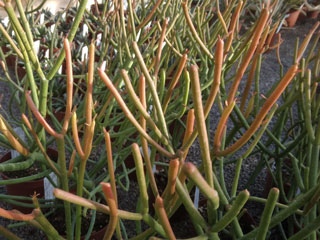 Euphorbia tirucallii 'Sticks on Fire' 