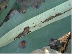 Anthracnose sur Agave americana