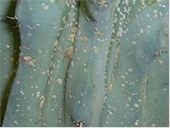 Cochenilles (Diaspis echinocacti) sur Myrtillocactus geometrizans