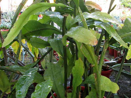 Epiphyllum oxypetalum