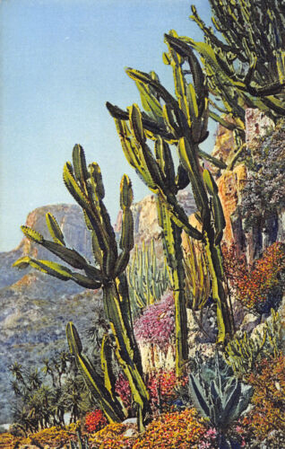 Euphorbia neutra Jardin Exotique de Monaco
