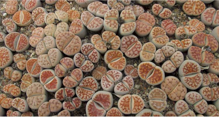 Lithops karasmontana var. lateritia