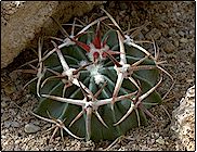 Echinocactus texensis (=Homalocephala texensis)   - Pot  6 cm