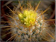 Stenocactus vaupelianus (Echinofossulocactus albatus)   - Pot  5 cm