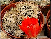 Echinopsis schieliana (=Lobivia schieliana)   - Pot  5 cm