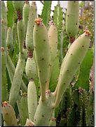 Euphorbia oncoclada   - Pot  8 cm