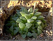 Haworthia turgida   - Pot  5 cm