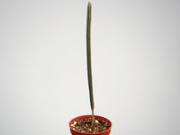Echinocereus poselgeri (=Wilcoxia poselgeri)   - Pot  5 cm