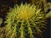 Echinocactus grusonii   - Pot  6 cm