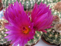 Parodia werneri (=Notocactus uebelmannianus)   - Pot  6 cm