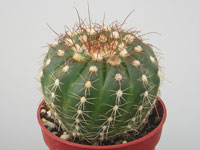 Parodia werneri (=Notocactus uebelmannianus)   - Pot  6 cm