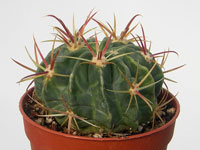 Ferocactus latispinus   - Pot  5 cm