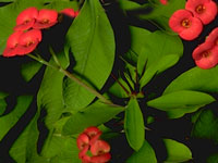 Euphorbia milii, plante fleurie