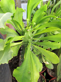 Euphorbia undulatifolia   - Pot 10 cm