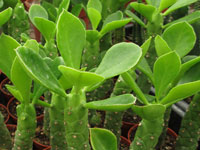 Monadenium lugarde   - Pot  8 cm