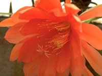 Epicactus 'Bliss' (orange pastel)   - Pot  8 cm