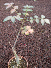 Bursera fagaroides   - Pot  8 cm
