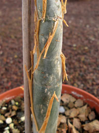 Bursera fagaroides   - Pot  8 cm