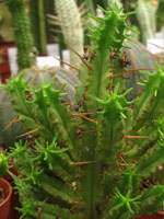 Euphorbia pentagona   - Pot  6 cm