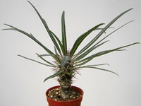 Pachypodium geayi   - Pot  6 cm