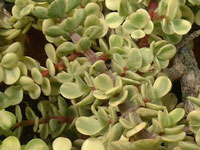 Portulacaria afra fma. variegata, gros plan