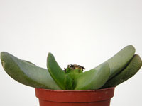 Glottiphyllum x fragrans   - Pot  6 cm