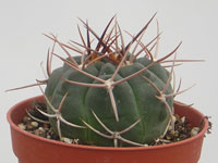 Gymnocalycium tillianum WR227 