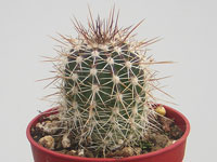 Echinocereus stoloniferus ssp. tayopensis Lau 779   - Pot  5 cm
