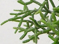 Rhipsalis cereuscula   - Pot  6 cm