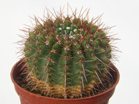 Parodia mammulosa (Notocactus roseoluteus) DV 75   - Pot  5 cm