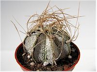 Astrophytum capricorne 'Crassispinoides'   - Pot 10 cm
