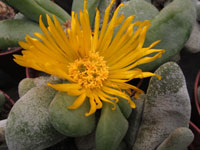 Glottiphyllum oligocarpum 