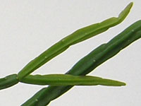 Rhipsalis pentaptera     - Pot  8 cm