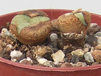 Conophytum wettsteinii ssp. ruschii, repos estival
