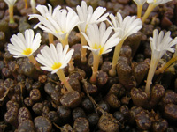 Conophytum pellucidum en végétation