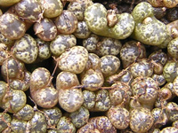 Conophytum pellucidum   - Pot  5 cm