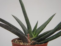 Gasteria x cheilophylla   - Pot 10 cm