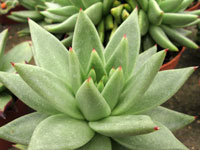 Echeveria agavoides 'Corderoyi'   - Pot  6 cm