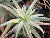 Aloe arborescens 'Gold Rush' 