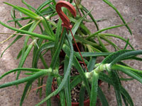 Aloe pendens   - Pot  6 cm